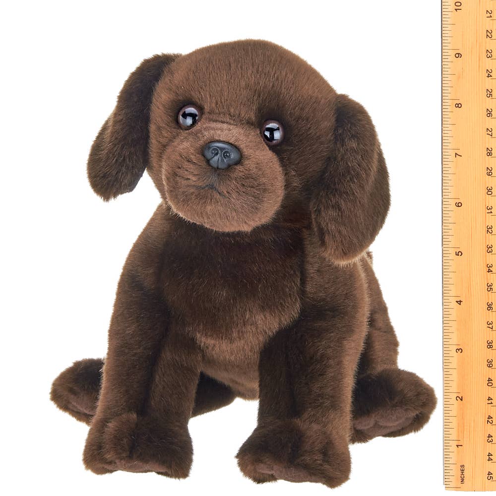 Brody the Chocolate Lab